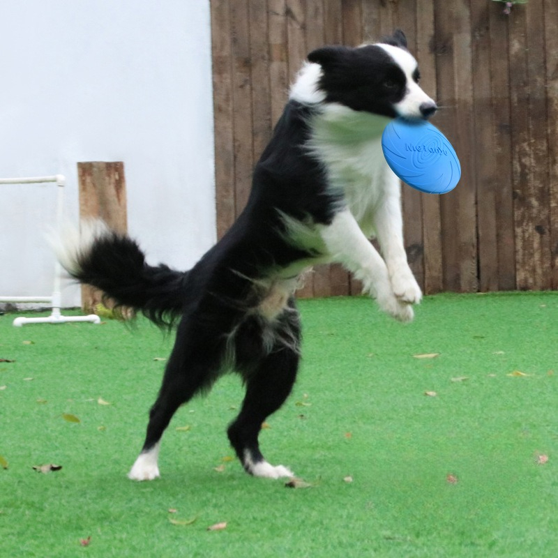 Frisbee Freestyle Disc - Dog Frisbee, Border Animal Pet Dog