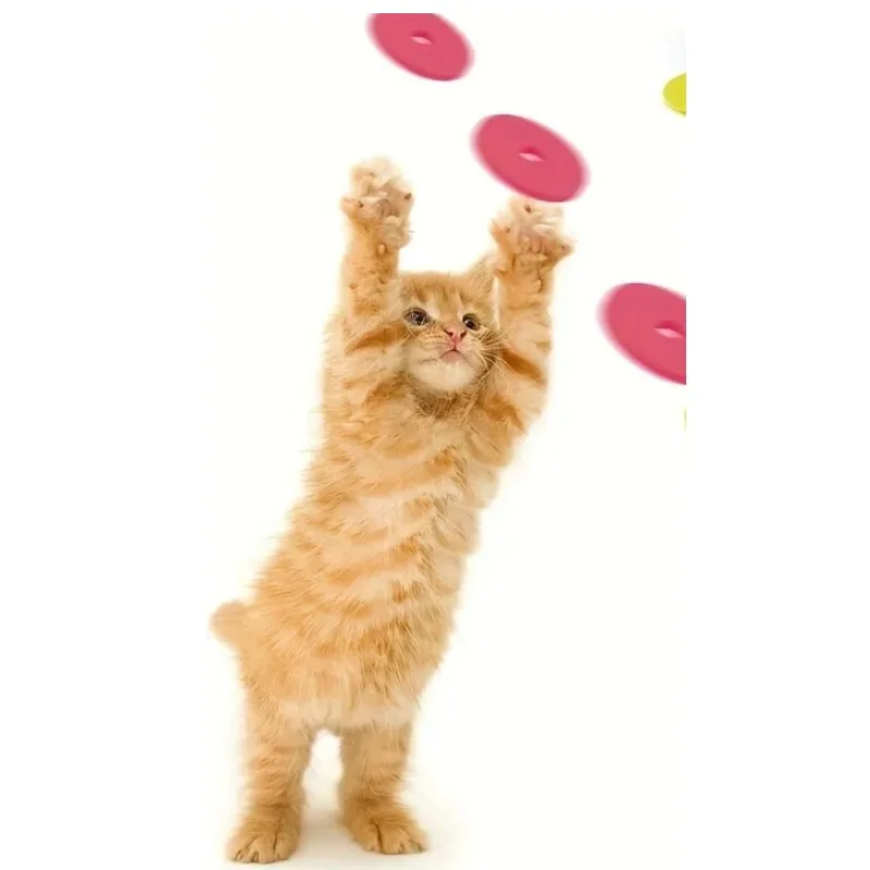 Funny Cat Toys Creative Turnip - Frisbee Freestyle Disc 评论和价格