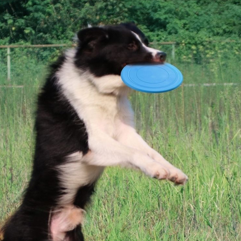 Silicone fun pet frisbee dog i - Frisbee Freestyle Disc 评论和价格